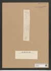 Diatomeae indet. Zeichnungen Sammlung Grunow Nr. 6588 (NHMW-BOT-W0375336)